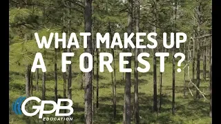 What Makes Up a Forest? | Georgia Forests
