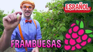 Blippi Español Visita una Fábrica de Frambuesas | Nuevo Video! | Videos Educativos para Niños
