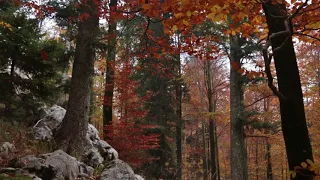 Leaves Falling in Colorful Autumn Forest with Light Rain and Wind in Treetops / 1 Hour Rain Sound