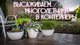 Многолетники в контейнерном озеленении