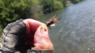 Royal PMX - Effective Mid Day Dry Fly Pattern