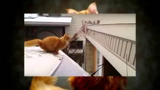 Гипер прыжок кота (Hyper jump cat)