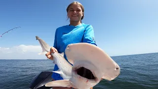 SHARK Catch Clean and Cook | AMAZING Taco's | LIVING the DREAM