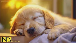 20 HOURS of Dog Calming Music🦮💖Anti Separation Anxiety Relief Music🐶🎵Music for Dogs⭐ NadanMusic