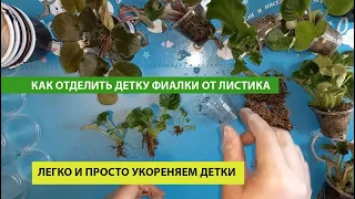 Самый ПРОСТОЙ СПОСОБ КАК ОТДЕЛИТЬ ДЕТКУ ФИАЛКИ ОТ ЛИСТИКА. Пошаговая инструкция