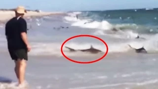 Rare Shark Feeding Frenzy in North Carolina