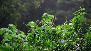 Rain on green Plants Relieves stress, Anxiety and Depression Heals the Mind, body and Soul - 05