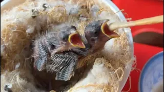 Hand Feeding Baby Red Siskin Birds