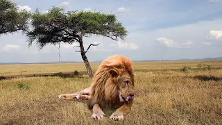 Male Lion | Best Green Screen ( Download Link )  Green screen -virus