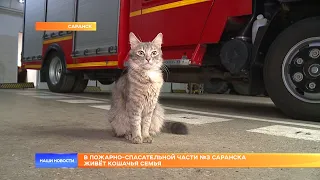 В пожарно-спасательной части №3 Саранска живёт кошачья семья