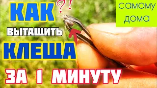 Как вытащить клеща за 1 минуту у собаки пинцетом?