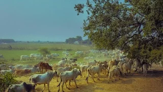 Вриндаван -  Земля Кришны