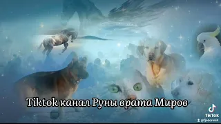 Что происходит с животными, после смерти.