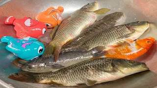 Kem Chanel bắt Rùa, con cá, cá chép, con vịt, cá vàng, cá chuối, cua màu sắc thả bể cá mới.