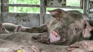 Pig Rescued by Sanctuary After He Fell off Transport Truck