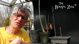 Repotting My Baobab Trees, The Bonsai Zone, April 2023