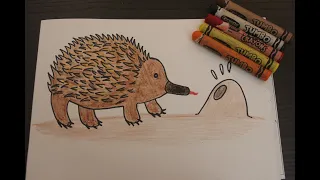 Learn About Echidna Before We Start Drawing | Easy Drawing | Echidna Drawing | Cute Echidna