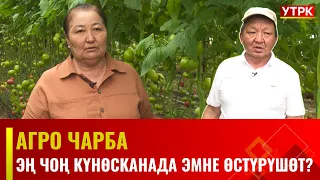 Эң чоң күнөсканада эмне өстүрүшөт? | Агро чарба | 11.05.2024