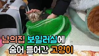 비오는 밤 남의집에 들어가 고양이 찾기[고양이탐정]How to find a lost cat