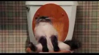 cat crapping