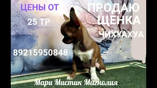 #чихуахуа #ЩЕНКИ в продаже 22.05.24 #купитьчихуахуа 89215950848 #продаю_щенка ЕСТЬ ДОСТАВКА