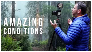 AMAZING CONDITIONS! | Landscape Photography In The Redwoods