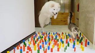 Dog and Cat : Obstacle Challenge