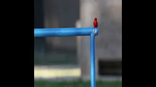 Male Vermillion Flycatcher #shorts