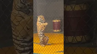 Tiger show 😀