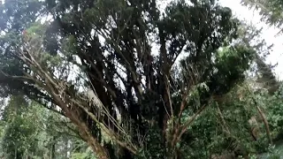 The Sacred Yew Trees of Ireland