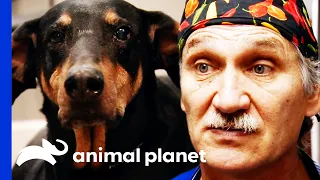 Jeff Removes A HUGE 10lb Lipoma From This Dog | Dr. Jeff: Rocky Mountain Vet