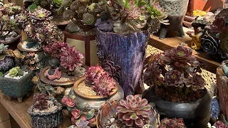 My succulent garden in the summer 6/15/2023