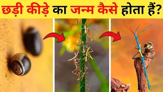 छड़ी कीट का जीवन चक्र | Walking Stick Insect Life Cycle Video | Life Cycle Of Stick Insect In Hindi