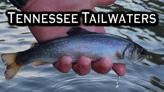 I Caught the Trout SLAM!! | Tightline Nymphing | Fly Fishing Tennessee