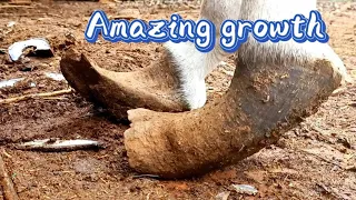 Long growth ~ The donkey's hooves are like branches ~ Cut and repair the donkey's hooves