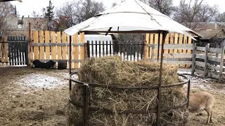 Ставим сено в кормушку  🐂