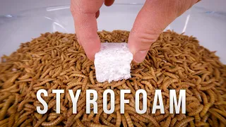 10 000 Mealworms vs. STYROFOAM