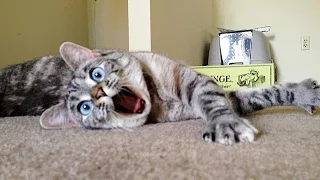 Funny Cats Compilation Part 4 (Смешные Кошки Подборка Часть 4)