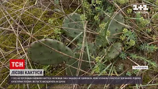 Новини України: у Херсонській області просто посеред лісу виявили кактуси