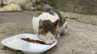 Cute and Funny Cat Videos 😸 -Feeding Stray Cats | YUFUS