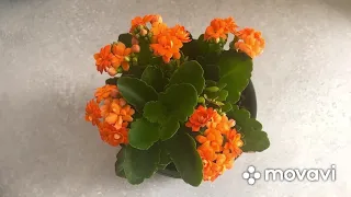 Обзор комнатных растений в мае🌷Что цветет и просто колосится🌱