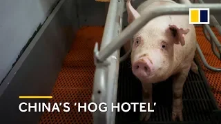 Inside China's 'hog hotel'