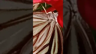 Colorful butterfly  #short #youtubeshorts #ytshorts #viral #views #shortvideo #butterfly #nature