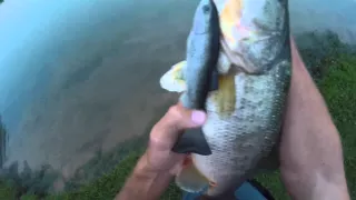 Catching a Spawning Bass with a Huddleston Swimbait