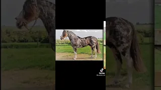 Cavalos crioulos tiktok