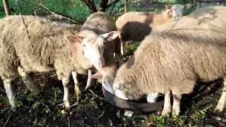Ташлинские овцы