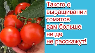 Как выращивают томаты настоящие агрономы- нам есть чему поучиться!