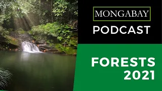 Podcast: What's in store for the world's forests in 2021?