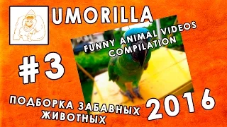 Umorilla: Funny Animal Videos Compilation Забавные и милые животные 2016