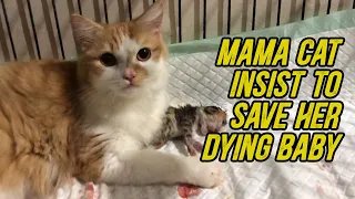 Mama cat insist to save her dying baby